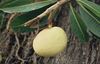 Picture of SOY WAX MELTS - BALINESE WHITE MANGO