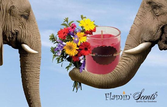 Picture of PHEROMONES CANDLE